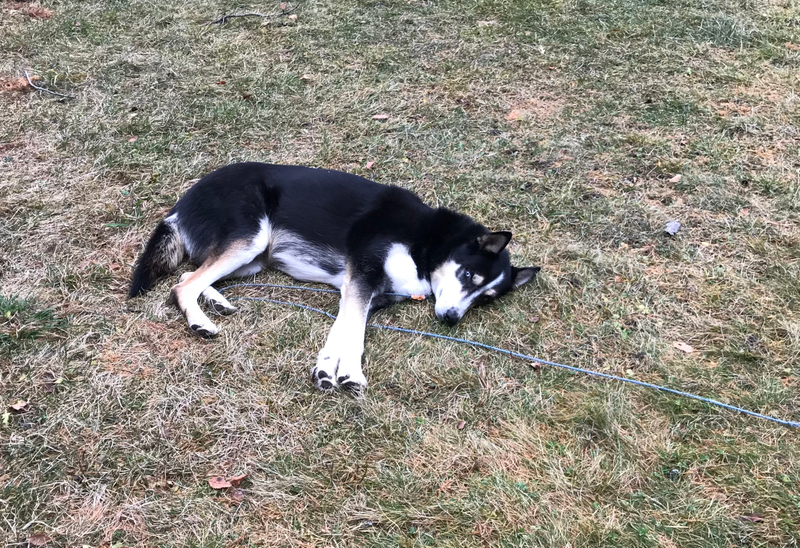 Illustration for article titled Husky not cold.jpg